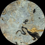 Thailand Marbled Momi Paper Opal